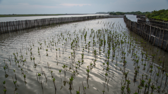 Mangrove conservation on Baros village, Bantul regency, Yogyakarta, Indonesia